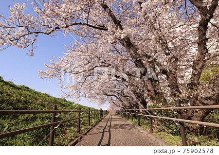 多摩川土手〜桜のトンネル 多摩川土手〜桜のトンネル 75902578