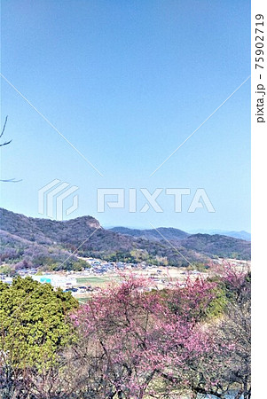 なだらかな竜野の山並み、早春の梅の林、たつの市世界の梅公園から眺めた竜野市街の風景、縦位置 75902719