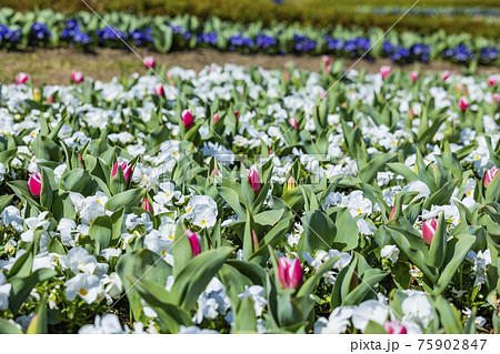 馬見丘陵公園 春 馬見丘陵公園 春 75902847
