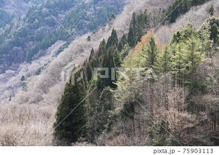 早春の山間　山梨県丹波山村　3月 75903113