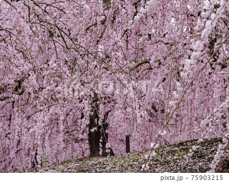 【三重】鈴鹿の森庭園のしだれ梅の風景 【三重】鈴鹿の森庭園のしだれ梅の風景 75903215