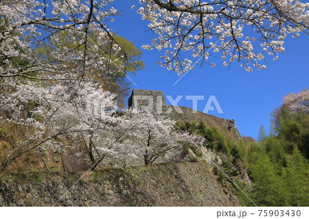 春の岡城址 春の岡城址 75903430