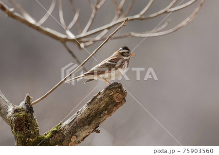 枝の先に止まるカシラダカ　3月　東京 75903560
