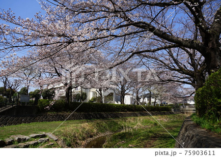 3月　小金井161野川の桜並木･前原野川橋近辺 75903611