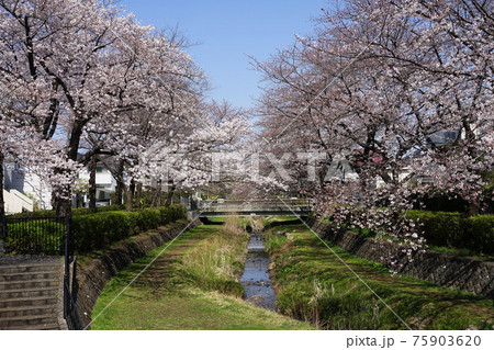 3月 小金井151野川の桜並木・前原野川橋近辺 3月 小金井151野川の桜並木・前原野川橋近辺 75903620