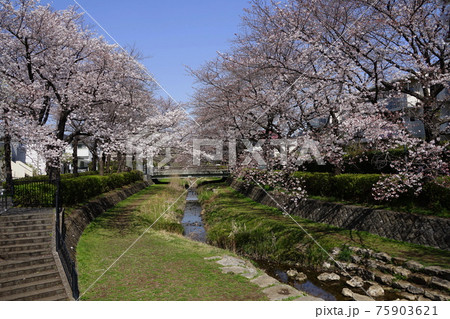 3月　小金井150野川の桜並木･前原野川橋近辺 75903621