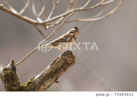 枝の先に止まるカシラダカ　3月　東京 75903632