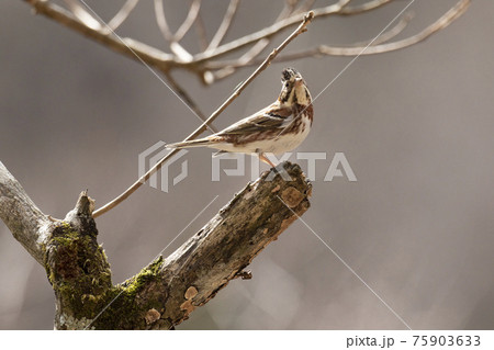 枝の先に止まるカシラダカ　3月　東京 75903633