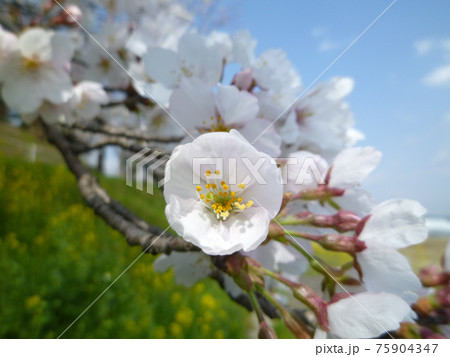 桜が開花 八分咲き の写真素材