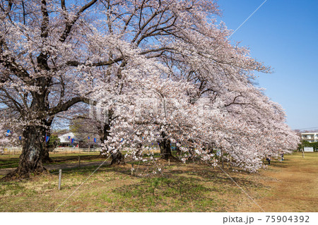 無線山さくら並木 75904392