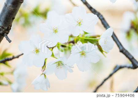 桜イメージ 75904406