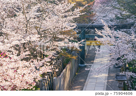 桜満開のこんぴらさん 桜満開のこんぴらさん 75904606