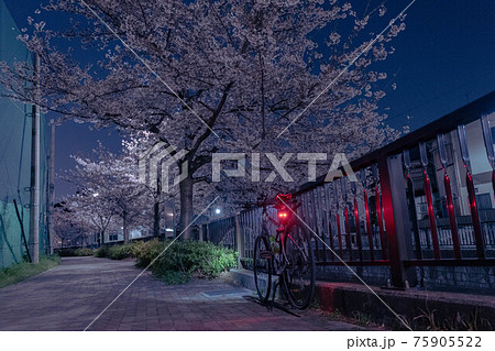 夜の住宅街の桜とクロスバイク 75905522