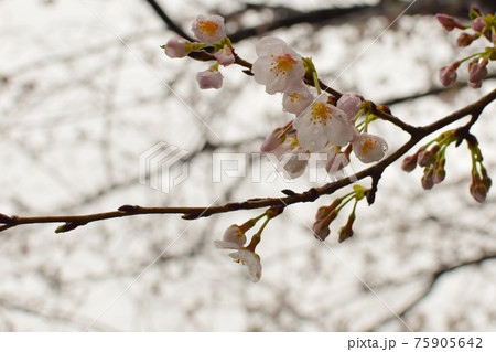 雨の日の桜 75905642