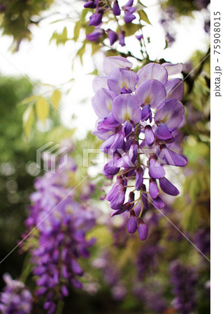 豆科 マメ科 花 75908015