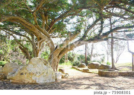 畦プリンスビーチ海浜公園の木陰の石碑 75908301