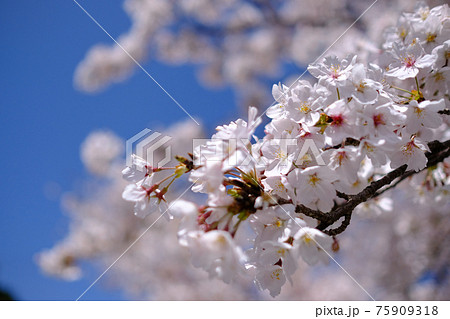 桜 75909318