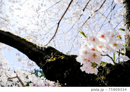 桜 桜 75909334