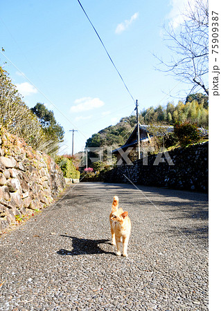 鹿児島県・入来武家屋敷の街並みと野良猫 75909387