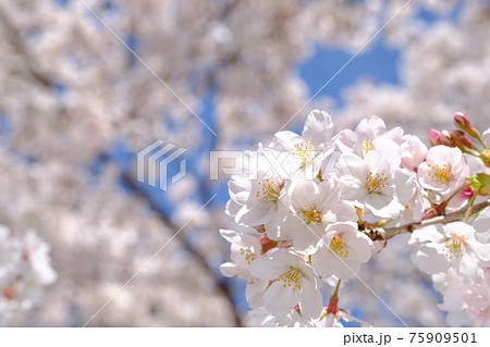 桜 75909501