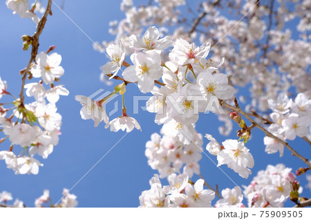 桜 75909505