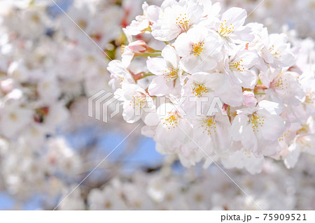 桜 桜 75909521