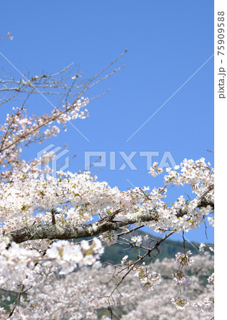 桜 桜 75909588