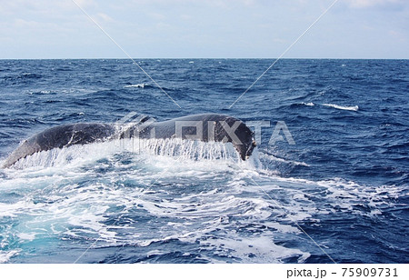 奄美大島のホエールウォッチング　ザトウクジラ 75909731