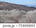 霧氷　雪の桜 75909893