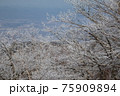 霧氷　雪の桜 75909894