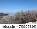 霧氷　雪の桜 75909895