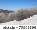 霧氷　雪の桜 75909896