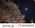 月と夜桜 75909899