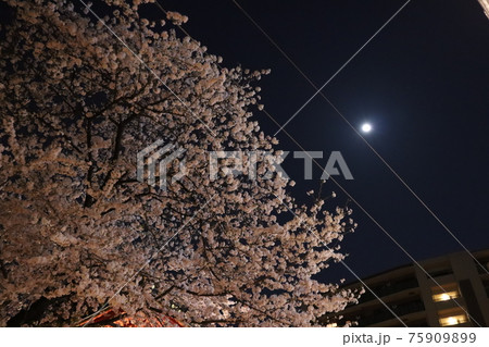 月と夜桜 月と夜桜 75909899