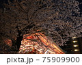 夜桜と神社 75909900