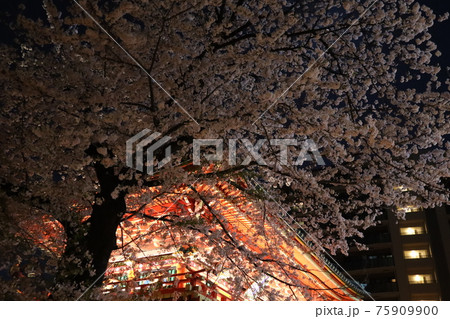 夜桜と神社 75909900