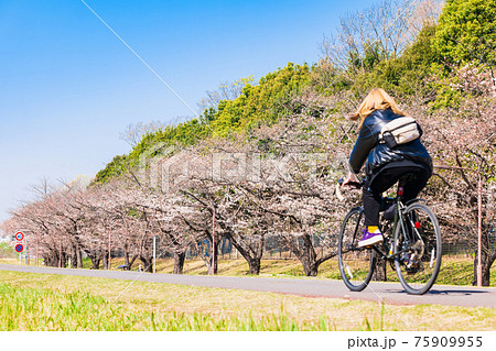 春の多摩川　桜咲くサイクリングロード（府中市付近） 75909955