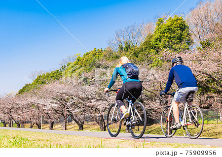 春の多摩川　桜咲くサイクリングロード（府中市付近） 75909956