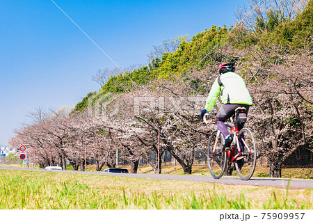 春の多摩川　桜咲くサイクリングロード（府中市付近） 75909957