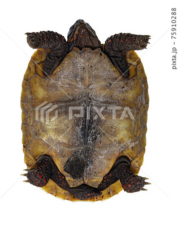 Red footed turtoise on white background Red footed turtoise on white background 75910288