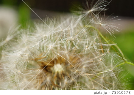 タンポポ 75910578