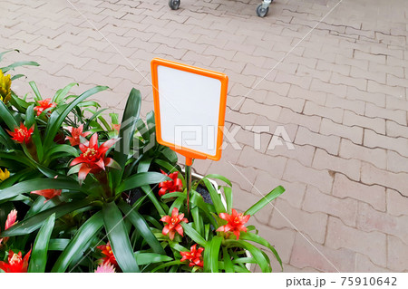 Blossom of Guzmania Bromelia. Sale in a garden supply store. Pot plants, indoor plants, tropical plants and price tag rack mockup. 75910642