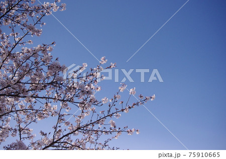 晴天と桜 75910665