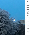 夕暮れの桜とバックに映るおぼろ月 75911125
