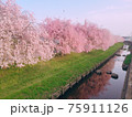 枝垂れ桜と用水路の美しい風景 75911126