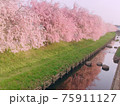 枝垂れ桜と用水路の美しい風景 75911127