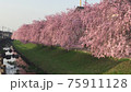 枝垂れ桜と用水路の美しい風景 75911128