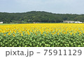 ひまわり畑のバックに緑の山 75911129