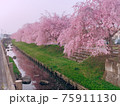 枝垂れ桜と用水路の美しい風景 75911130