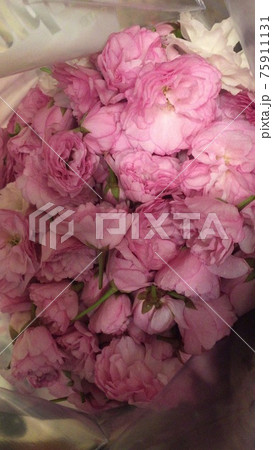 八重桜の塩漬け前 八重桜の塩漬け前 75911131
